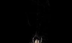 ¿Por qué sueñan las arañas: muchas grandes y pequeñas?