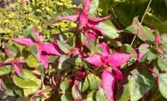 Alternanthera - conditions of cultivation and care in open and closed ground