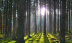 Prečo snívať o prechádzke lesom