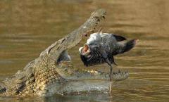 Crocodile lifestyle and habitat
