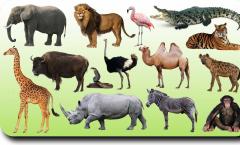 Животные на английском языке произношение со звуком