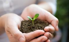 How to properly plant seedlings of different crops What day is the best day to plant seedlings