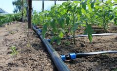 Irrigation system at the dacha: which option is better to organize yourself