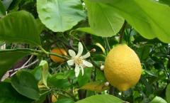 Izba citrón - pravidlá pestovania