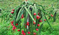 Dragon eye (dragon fruit), dragon heart: beneficial properties and contraindications for use