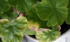 Diseases of pelargonium (geranium) - symptoms, control and treatment