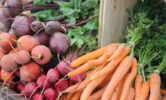 When to remove carrots from the garden for storage?