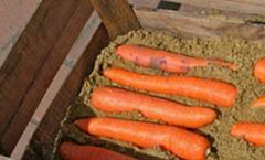 Nutrients in carrots